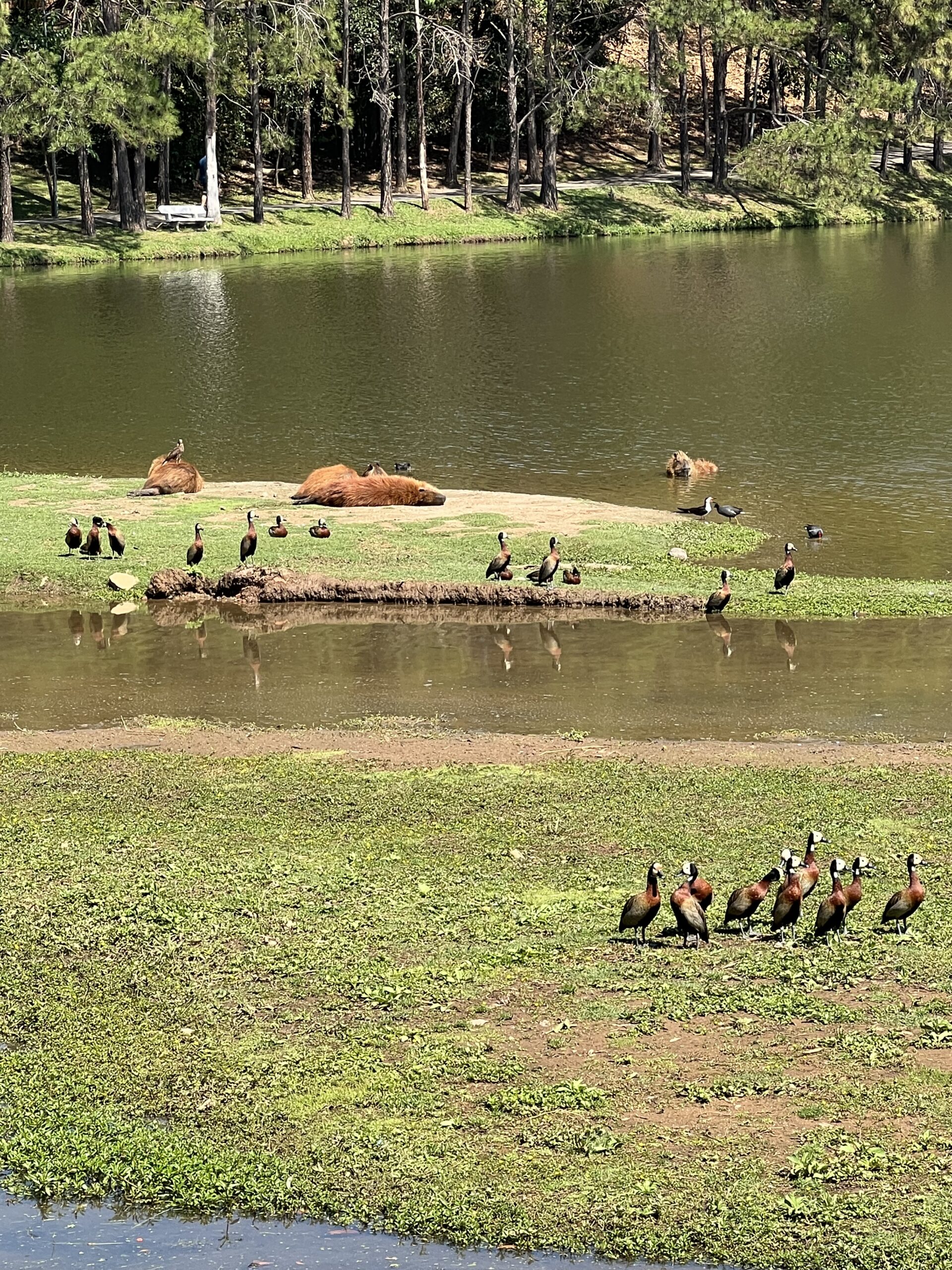 Capivara and ducks by one of the seven lakes in Itaici.