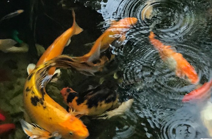 Koi carp in one of our fish ponds