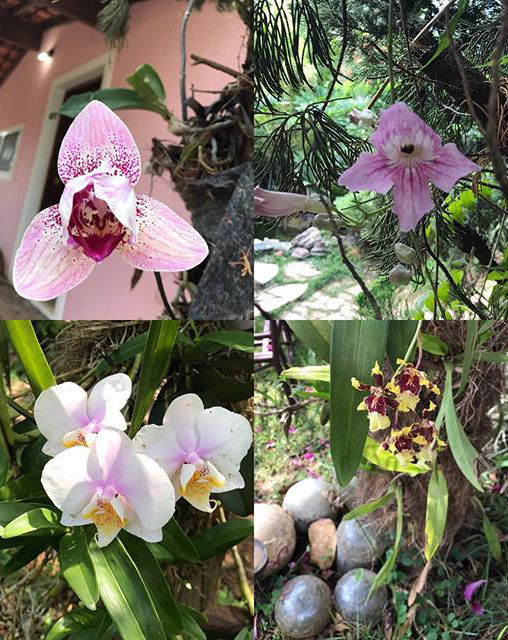 Images of orchids, other flowers and sculptures in our gardens.